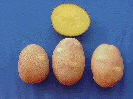 Sierra Gold Potatoes