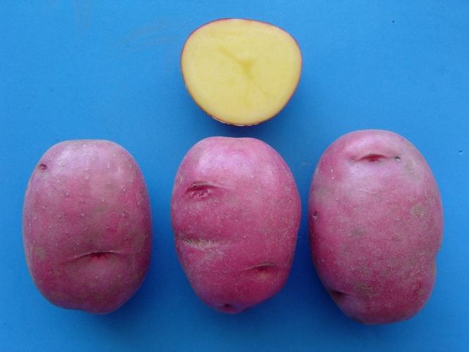 Sierra Rose Potatoes