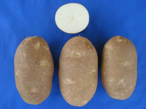 Vanguard Russet Potatoes